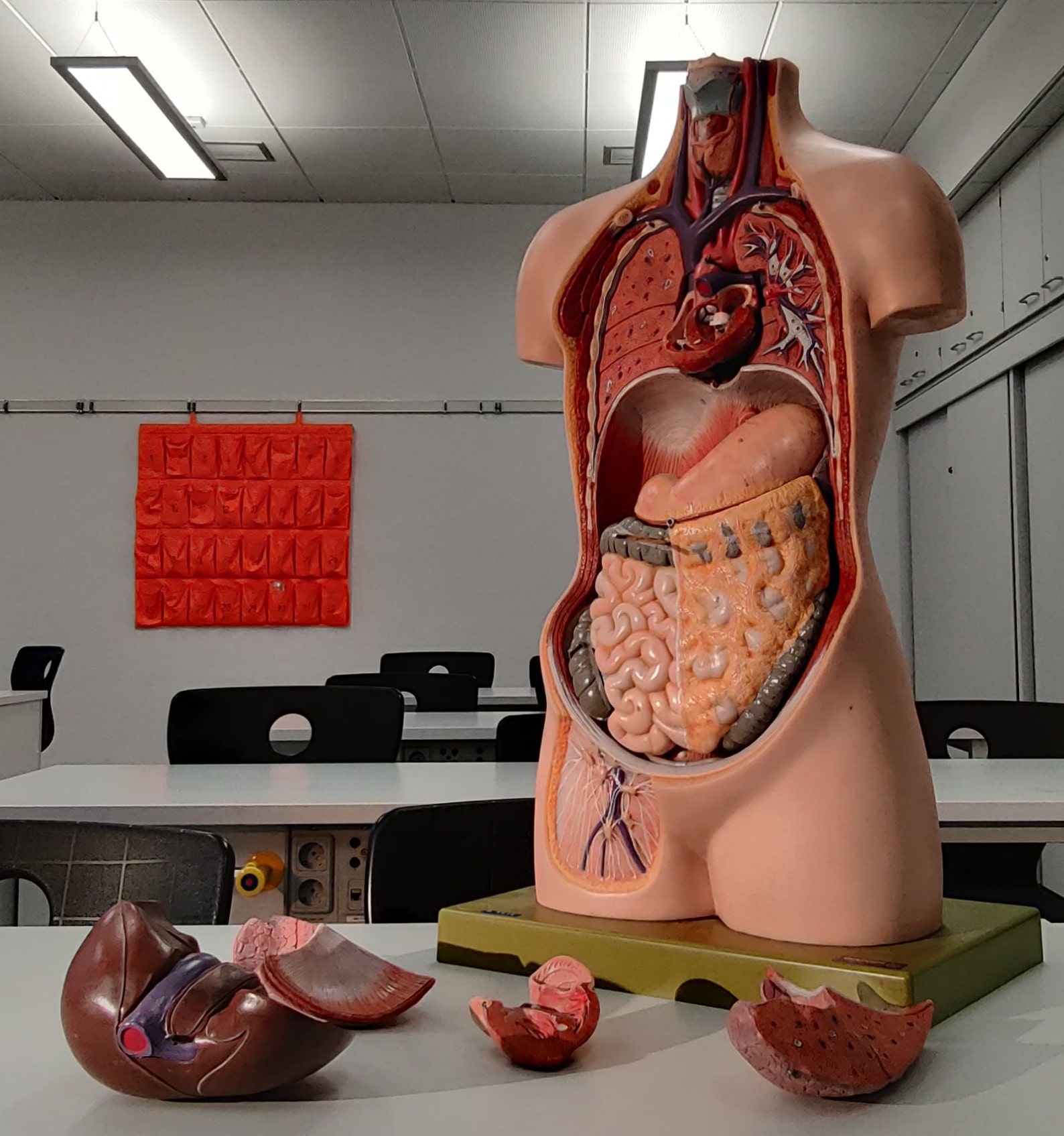 Human organs stand